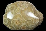 Polished Fossil Coral (Actinocyathus) - Morocco #100628-1